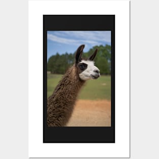 dark brown llama Posters and Art